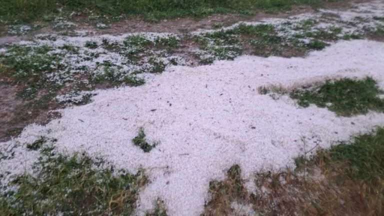 Xalazoptosi argolida